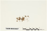 藏品(真苔科)的圖片